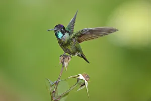 Magnificent hummingbird -Eugene fulgens-, San Gerardo de Dota, Costa Rica, Central America Magnificent hummingbird -Eugene fulgens-, San Gerardo de Dota, Costa Rica, Central America