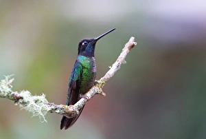 Magnificent hummingbird (Eugenes fulgens) Magnificent hummingbird (Eugenes fulgens)