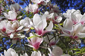 Magnolia blossoms, Magnolia -Magnolia-, Planten un Blomen, Hamburg, Germany, Europe Magnolia blossoms, Magnolia -Magnolia-, Planten un Blomen, Hamburg, Germany, Europe