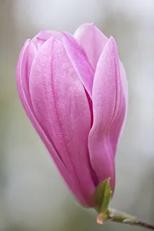 Magnolia -Magnolia-, flower, Bavaria, Germany Magnolia -Magnolia-, flower, Bavaria, Germany