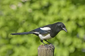 Magpie -Pica pica-, keeping lookout on a pole in a meadow, Untergroeningen Magpie -Pica pica-, keeping lookout on a pole in a meadow, Untergroeningen