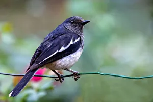 Magpie-robin (Copsychus saularis) Magpie-robin (Copsychus saularis)