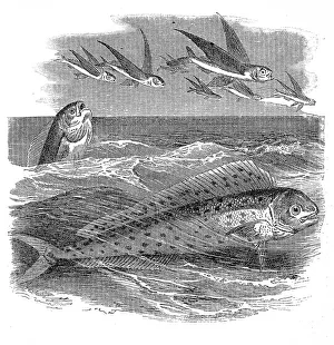 The mahi-mahi or common dolphinfish (Coryphaena hippurus) The mahi-mahi or common dolphinfish (Coryphaena hippurus)