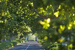 Main Avenue to Buitenverwachting Estate. Constantia, Cape Town. RSA Main Avenue to Buitenverwachting Estate. Constantia, Cape Town. RSA