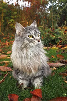 Maine Coon or American Longhair in an autumnal garden Maine Coon or American Longhair in an autumnal garden