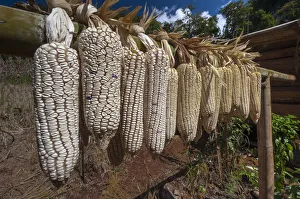 Maize or Corn -Zea mays-, hung out to dry, Soppong or Pang Mapha area, Northern Thailand, Thailand, Asia Maize or Corn -Zea mays-, hung out to dry, Soppong or Pang Mapha area, Northern Thailand, Thailand, Asia