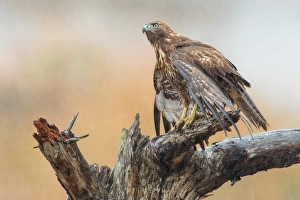 <b class=qtipBold><figcaption>Majestic Young Hawk</figcaption></b><br>A young red-tailed hawk perching majestically in the rain at Coyote Hills Regional Park of Fremont, California.<br><em>© 2016 Phoo Chan</em> Majestic Young Hawk