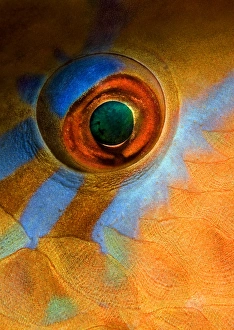 <b class=qtipBold><figcaption>MakeUp</figcaption></b><br>Mabul island. Night dive. Eye of parrot fish.<br><em>© Andrey Narchuk</em> MakeUp
