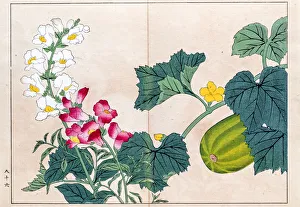 Makua melon and Snapdragon japanese woodblock print Makua melon and Snapdragon japanese woodblock print