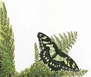Malachite (Siproeta stelenes) butterfly on leaf stem Malachite (Siproeta stelenes) butterfly on leaf stem