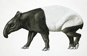 Malayan Tapir, Tapirus indicus, side view Malayan Tapir, Tapirus indicus, side view