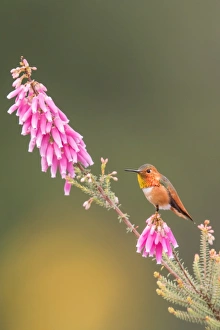 <b class=qtipBold><figcaption>Tiny</figcaption></b><br>A male Allen's Hummingbird resting on top of a flower revealing its small size yet beauty in nature.<br><em>© 2016 Phoo Chan</em> Tiny
