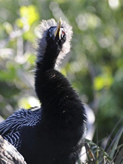 Male anhinga, Anhinga anhinga, sitting on nest. Everglades National Park, Florida, USA Male anhinga, Anhinga anhinga, sitting on nest. Everglades National Park, Florida, USA