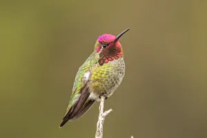 Male Annas hummingbird displaying colors, San Luis Obispo, California, USA Male Annas hummingbird displaying colors, San Luis Obispo, California, USA