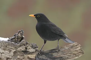 <b class=qtipBold><figcaption>Male blackbird -Turdus merula-</figcaption></b><br><em>© This content is subject to copyright.</em> Male blackbird -Turdus merula-