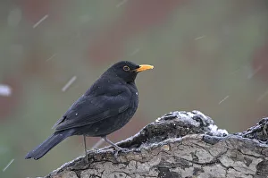 <b class=qtipBold><figcaption>Male blackbird -Turdus merula-</figcaption></b><br><em>© This content is subject to copyright.</em> Male blackbird -Turdus merula-