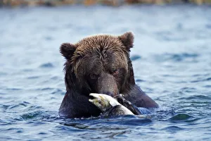 Male brown bear (Ursus arctos) eating salmon Male brown bear (Ursus arctos) eating salmon