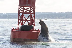 Male California Sea Lions (Zalophus californianus), King County, Seattle, Puget Sound Male California Sea Lions (Zalophus californianus), King County, Seattle, Puget Sound