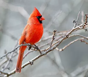Northern Cardinal Gallery: Male cardinal perched against grey sky