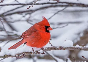 Male Cardinal perched during a snow storm Male Cardinal perched during a snow storm