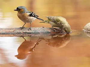 Male Chaffinch bird species , (Fringilla coelebs ), perched on a rock drinking Male Chaffinch bird species , (Fringilla coelebs ), perched on a rock drinking