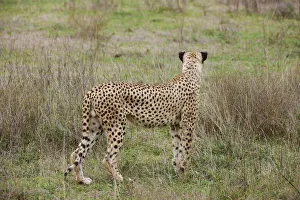 <b class=qtipBold><figcaption>male Cheetah, Acinonyx jubatus</figcaption></b><br>male Cheetah, Acinonyx jubatus, Serengeti, UNESCO World heritage site, Tanzania, Africa<br><em>© Juergen Ritterbach</em> male Cheetah, Acinonyx jubatus