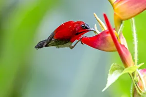 Male Crimson Sunbird (Aethopyga siparaja) perching on Heliconia flower in nature at Male Crimson Sunbird (Aethopyga siparaja) perching on Heliconia flower in nature at