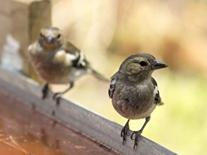 Male and famale Chaffinch bird species , (Fringilla coelebs ) Male and famale Chaffinch bird species , (Fringilla coelebs )