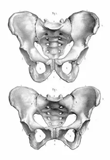 Biomedical Illustration Gallery: Male and Female pelvis engraving 1896
