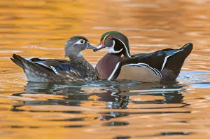 <b class=qtipBold><figcaption>male and female wood ducks in autumn</figcaption></b><br>male and female wood ducks in autumn, Russell Burden, 697374017<br><em>© RussellBurden</em> male and female wood ducks in autumn