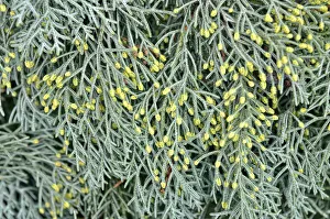 Male flowers of a Cypress -Cypressus sp.-, Canton of Tessin, Switzerland Male flowers of a Cypress -Cypressus sp.-, Canton of Tessin, Switzerland