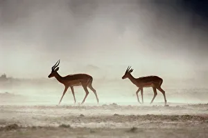 Male Impalas Walking in Dust (Aepyceros Melampus) Male Impalas Walking in Dust (Aepyceros Melampus)