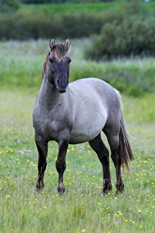 Male konik horse (Equus przewalskii f. caballus), stallion, Tarpan back breeding Male konik horse (Equus przewalskii f. caballus), stallion, Tarpan back breeding