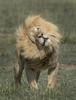 <b class=qtipBold><figcaption>Male Lion</figcaption></b><br>mature male lion portrait<br><em>© Russell Burden</em> Male Lion