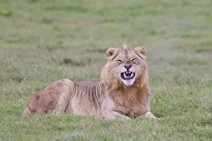 Male lion -Leo panthera- at the Addo Elephant Park, South Africa Male lion -Leo panthera- at the Addo Elephant Park, South Africa