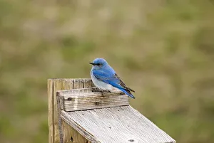 Male mountain bluebird on top of a nesting box Male mountain bluebird on top of a nesting box