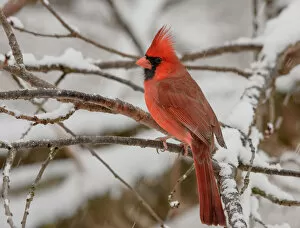 Northern Cardinal Gallery: Male Northern Cardinal perched in snow