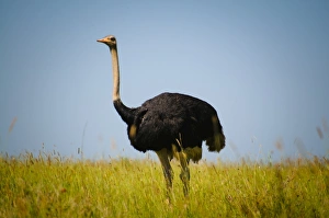 <b class=qtipBold><figcaption>Male Ostrich</figcaption></b><br>Serengeti, Tanzania<br><em>© Altai World Photography</em> Male Ostrich