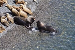 Images Dated 3rd November 2007: Male sea lions fighting on the shore