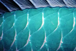 Male Steephead parrotfish (Chlorurus microrhinos) skin, detail Male Steephead parrotfish (Chlorurus microrhinos) skin, detail