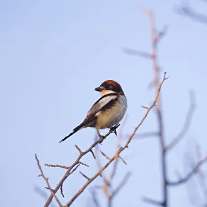 Male woodchat shrike