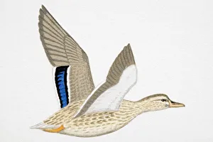 Mallard (Anas platyrhynchos), adult female Mallard (Anas platyrhynchos), adult female