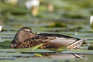 Mallard -Anas platyrhynchos- resting amongst water lilies, Lake Muritz area, Mecklenburg Mallard -Anas platyrhynchos- resting amongst water lilies, Lake Muritz area, Mecklenburg