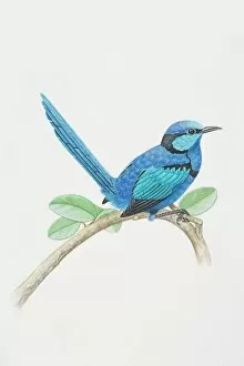 Feather Collection: Malurus splendens, Splendid Fairy Wren perched on a tree branch