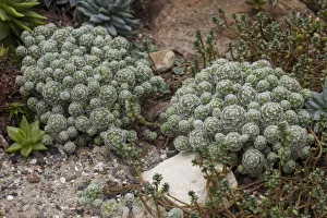 Mammillaria gracilis cactus, native to Mexico Mammillaria gracilis cactus, native to Mexico
