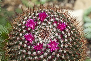 Mammillaria polythele cactus, native to Mexico Mammillaria polythele cactus, native to Mexico