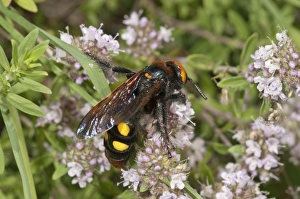Mammoth wasp -Megascolia maculata flavifrons- searching for nectar on a thyme bush, near Lake Kerkini, Greece, Europe Mammoth wasp -Megascolia maculata flavifrons- searching for nectar on a thyme bush, near Lake Kerkini, Greece, Europe