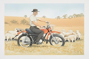 Man on bike riding in field rounding sheep Man on bike riding in field rounding sheep