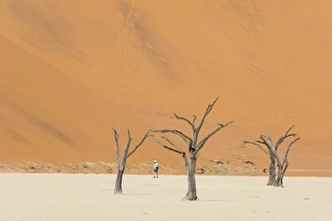 One man walking in the Deadvlei salt pan with a giant dune in the backdrop. Sossuvlei, Namibia One man walking in the Deadvlei salt pan with a giant dune in the backdrop. Sossuvlei, Namibia