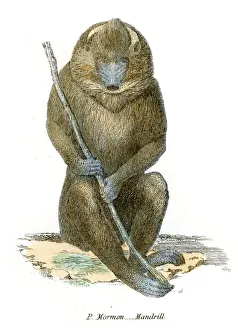 Mandrill illustration 1803 Mandrill illustration 1803